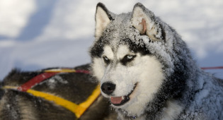 The beautiful Estonian winter has finally arrived! Do not miss our NEW outdoor activity to enjoy fun on snow – Husky Farm Visit & Dog Sled Ride The Siberian Huskies are family friendly fluffy sled dogs eager to make new friends and give you a ride of a lifetime sledding on snow. A visit to the […]
