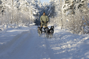 Join in the thrill of meeting friendly husky dogs and experiencing winter fun on a dog sled ride at a local Siberian Husky Farm near Tallinn.